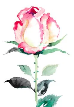 Watercolor rose Illustrazione stock