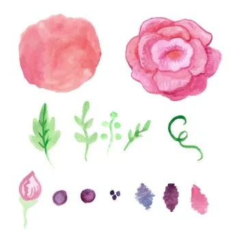 Watercolor rose, splash elements set. Vintage leaves, flowers and branches Stock Illustration