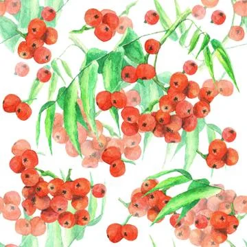 Watercolor rowan branch, pattern Stock Illustration