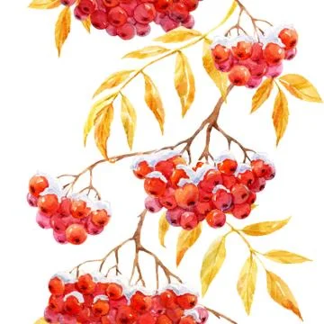 Watercolor rowan pattern Stock Illustration
