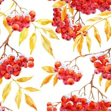 Watercolor rowan pattern Stock Illustration
