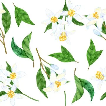 Watercolor seamless hand drawn pattern with white citrus lemon flowers on small Stock Illustration