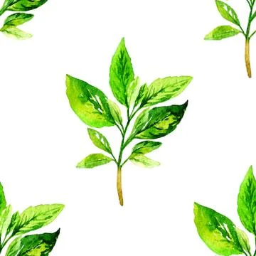 Watercolor seamless pattern with basil 스톡 일러스트