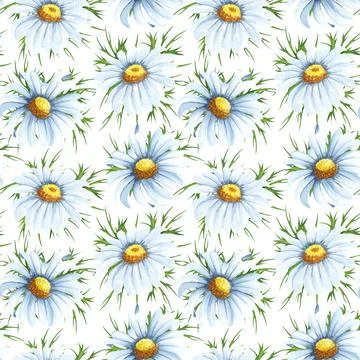 Watercolor seamless pattern with big chamomile flowers. Hand drawn beckground Stock Illustration