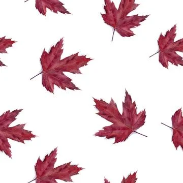 A watercolor seamless pattern featuring vibrant Red Maple Leaves beautifully Illustrazione stock