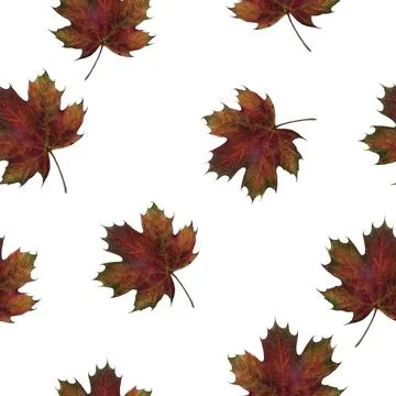 A watercolor seamless pattern featuring vibrant Red Maple Leaves beautifully 스톡 일러스트