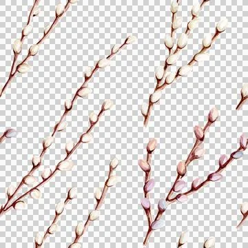 Watercolor seamless pattern hand drawn easter willow pussy branches set イラスト素材