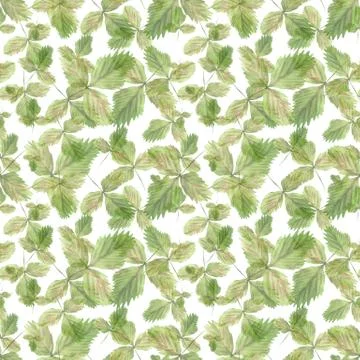 Watercolor seamless pattern with illustration of green strawberry leaves on Stock-Illustration