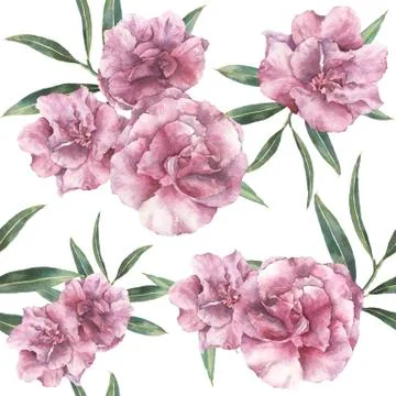 Watercolor seamless pattern with oleander. Hand painted oleander flowers with Stock Illustration