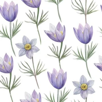 Watercolor seamless pattern with pasque spring flowers. Illustrazione stock
