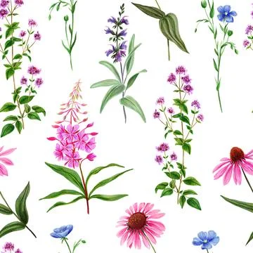 Watercolor seamless pattern, pink wild field flowers and herbs Stock Illustration