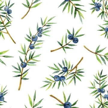 Watercolor seamless pattern of plants juniper isolated on white background. Stock Illustration