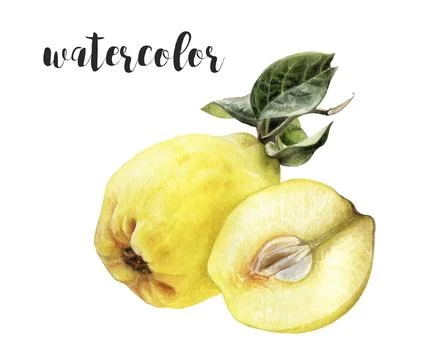 A Watercolor Seamless Pattern of Quince for Various Creative Uses and Stock Illustration