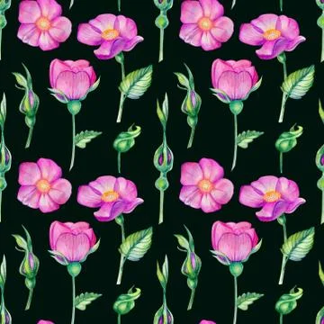 Watercolor seamless pattern with rose hips. Stock Illustration