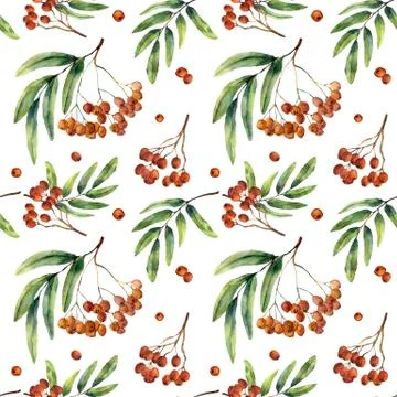 Watercolor seamless pattern with rowan. Hand painted mountain-ashe fruit with Stock Illustration