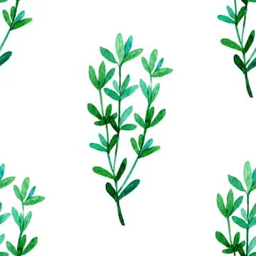 Watercolor seamless pattern with thyme Stock Illustration