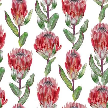 Watercolor seamless pattern with vertical protea flowers on white background Stock Illustration