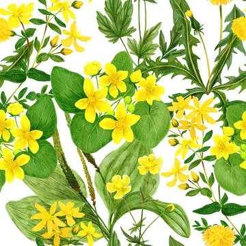 Watercolor seamless pattern, yellow wild field flowers and herbs Stock Illustration