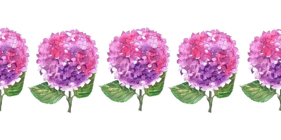 Watercolor seamless patterns with blooming hydrangea branches Stock Illustration
