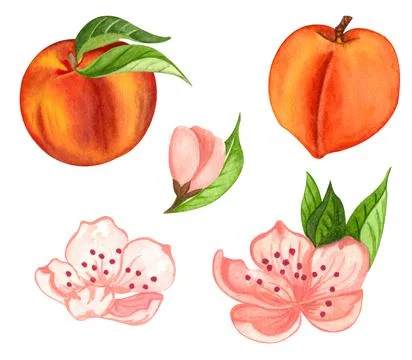 Watercolor set of isolated peach objects, peach flowers, leaves and individua Stock Illustration