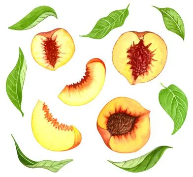 Watercolor set of isolated peach objects, peach half with stone, leaves and i Stock Illustration
