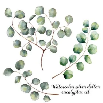 Watercolor set with silver dollar eucalyptus. Hand painted floral illustration Stock Illustration