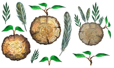 Watercolor set with slice section of tree, leaves, feathers and branch Stock Illustration