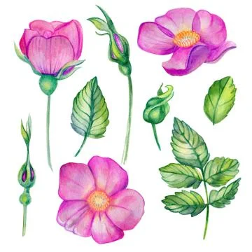 Watercolor set with wild rose. Stock Illustration