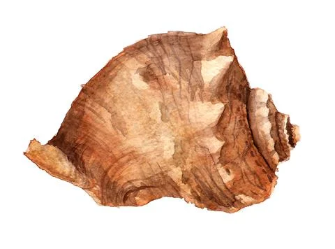 Watercolor shell Stock Illustration