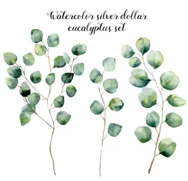 Watercolor silver dollar eucalyptus set. Hand painted floral illustration with Illustrazione stock