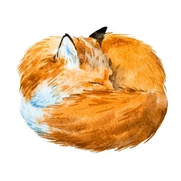 Watercolor sleeping fox Stock Illustration