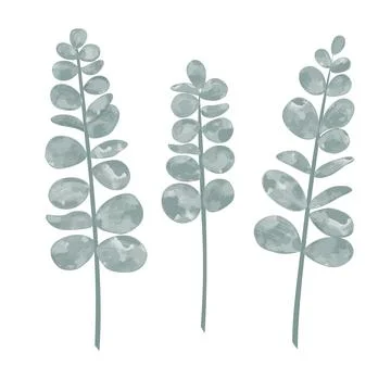 Watercolor sprigs of eucalyptus isolated vector Stock Illustration