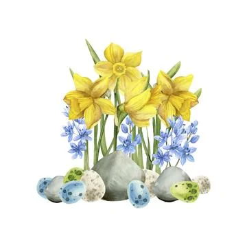 Watercolor spring floral Easter composition with yellow daffodils ,blue lil.. Stock Illustration