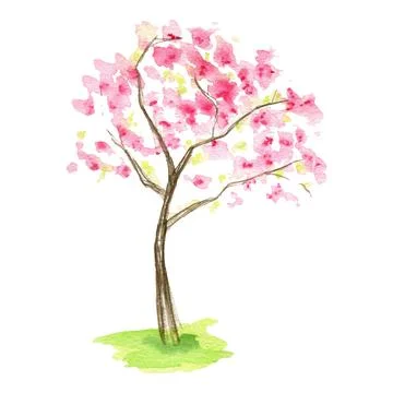 Watercolor Spring sakura tree, Pink flower sour cherry tree hand drawing Stock Illustration