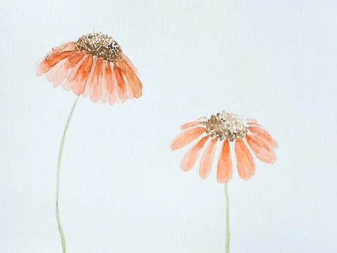 Watercolor for springtime. Illustration of two delicate orange flowers Stock Illustration