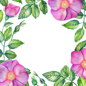 Watercolor square frame with rose hips. Stock Illustration