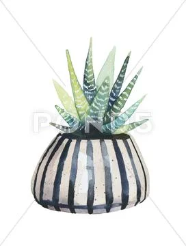 Watercolor succulent in a flowerpot. Isolated on a transparent background. PSD Template