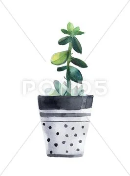 Watercolor succulent in a flowerpot. Isolated on a white background. PSD Template