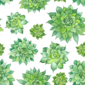 Watercolor Succulent Pattern on White Background Stock Illustration