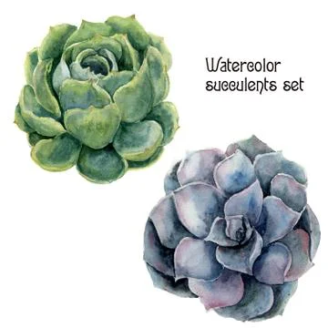 Watercolor succulent set. Hand painted floral illustration with green and violet Illustrazione stock