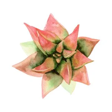 Watercolor succulent. The view from the top. Stock Illustration