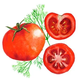 Watercolor tomatoes Stock Illustration
