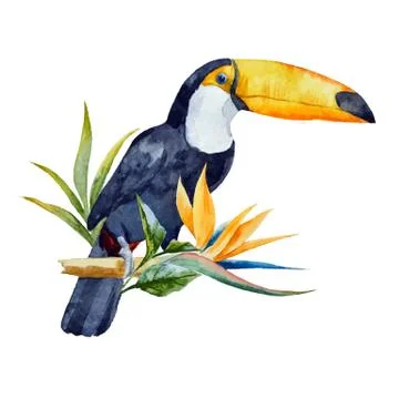 Watercolor toucan Stock Illustration