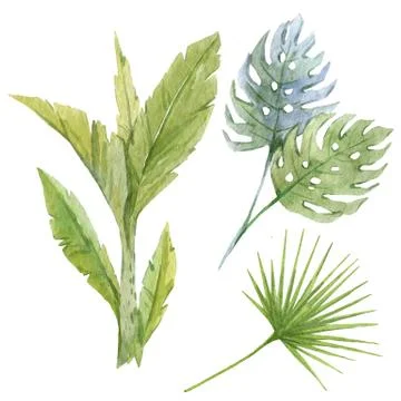 Watercolor tropical composition Stock Illustration