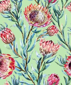 Watercolor tropical protea pattern Stock Illustration