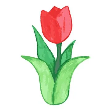 Watercolor Tulip flower pattern, simple design Stock Illustration