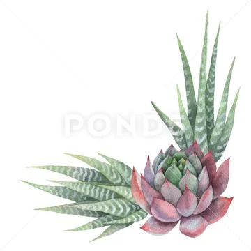 Watercolor vector bouquet of cacti and succulent plants isolated on white Stock Illustration