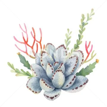 Watercolor vector bouquet of cacti and succulent plants isolated on white Stock Illustration