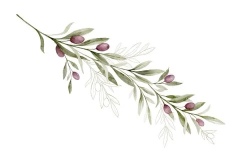 Watercolor vector branch with olive branches and green foliage. Hand painted Stock Illustration