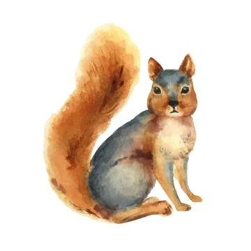 Watercolor vector card with a squirrel isolated on a white background. Stock Illustration